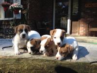 Buy jack russell terrier puppies image 1